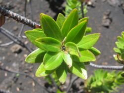 Starr-130607-2413-Dubautia menziesii-leaf tips with Trupanea limpidapex pupa-Silversword Loop HNP-Maui (25185480586).jpg