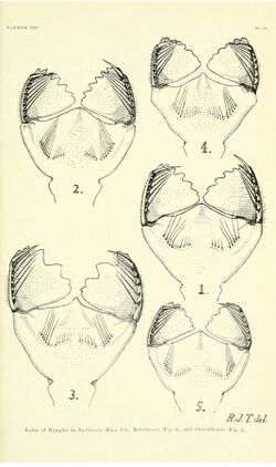 Synthemis Tillyard plate IX.jpg