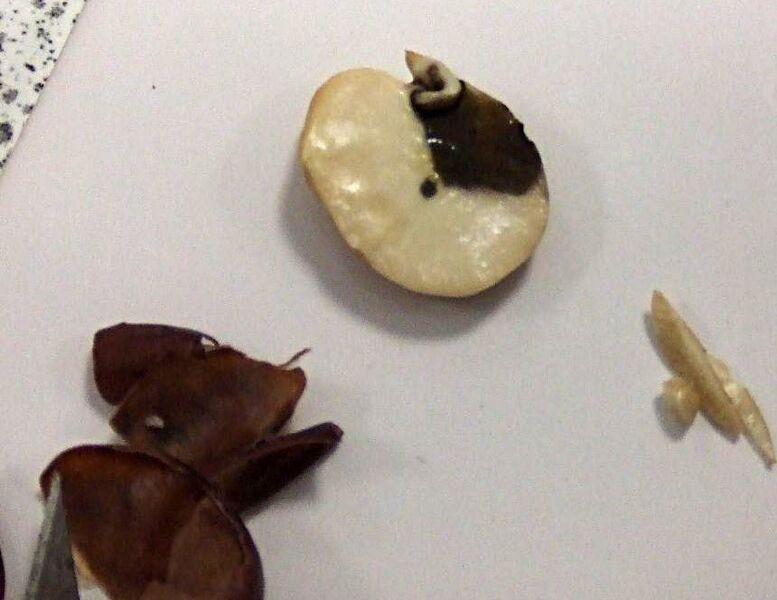 File:Testing seed for starch.jpg