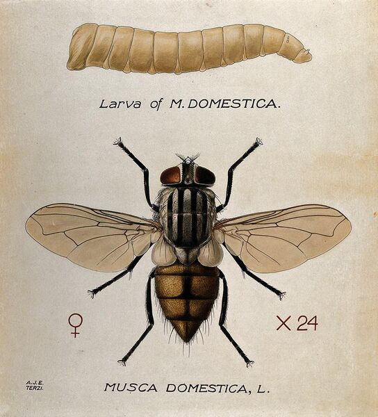 File:The larva and fly of a house fly (Musca domestica). Coloured Wellcome V0022571.jpg