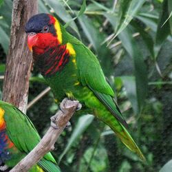 Trichoglossus ornatus -Nashville Zoo-8a-4c.jpg