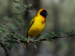 Vitelline Masked Weaver male RWD.jpg