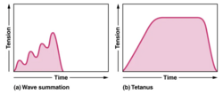 Wave summation and tetanus.png