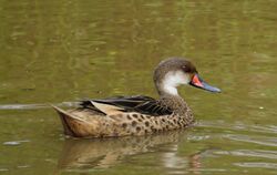 White-cheeked Pintail in pond.JPG