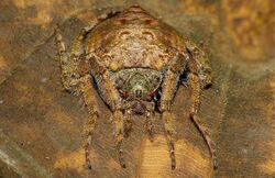 Wrap-around Spider (Dolophones sp.) (8728157059).jpg