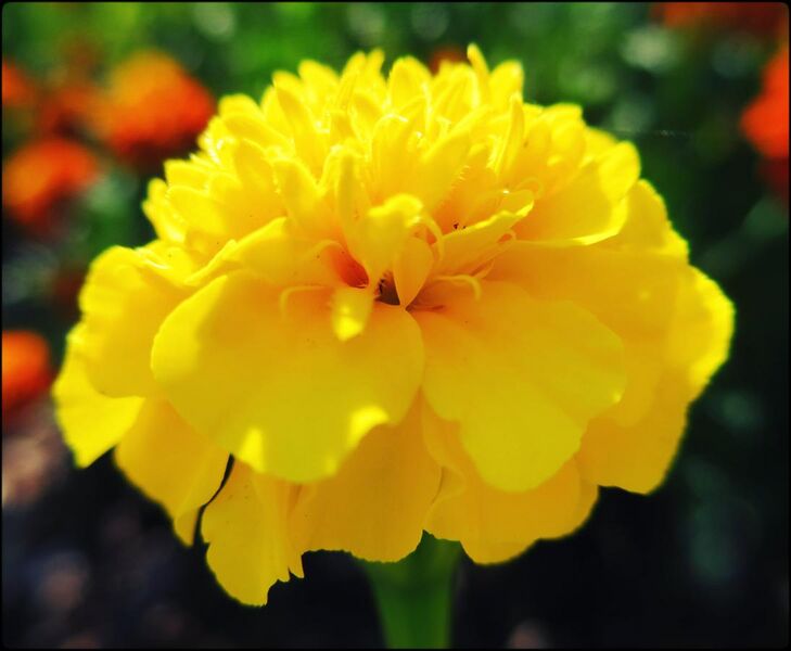 File:Yellow Marigold Tennessee.jpg