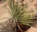 Yucca utahensis 4.jpg