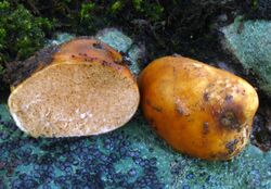 Zelleromyces cinnabarinus 62064 cropped.jpg