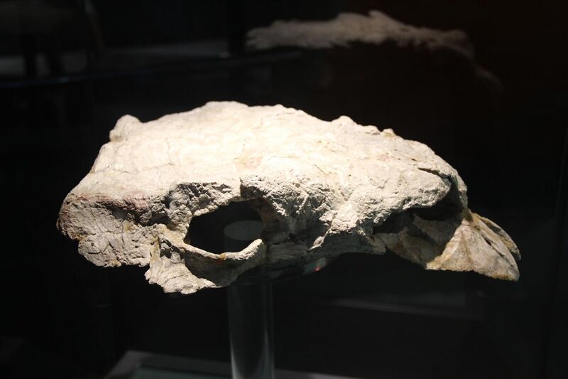 File:Zhongyuansaurus luoyangensis skull.jpg