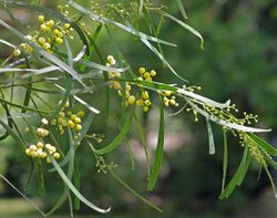 Acacia provincialis (Wirilda). (24972617986).jpg