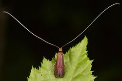 Adela caeruleella ♂ (33910762478).jpg