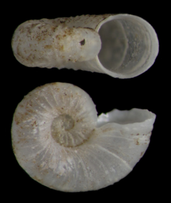 Adeuomphalus sinuosus (10.5852-ejt.2021.785.1605) Figure 13 (cropped).png