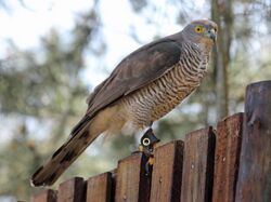 African Goshawk RWD2.jpg