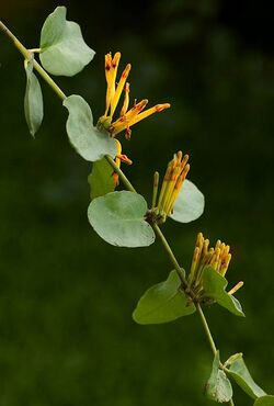 Agelanthus pungu03.jpg