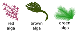 Algae Pengo.svg