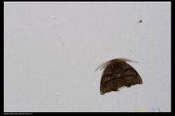 Amphitorna purpureofascia (14831811707).jpg