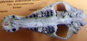 Ancodon americanus skull.jpg