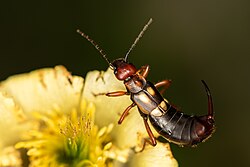 Anechura bipunctata 1.jpg