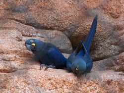 Anodorhynchus leari -Rio de Janeiro Zoo, Brazil-8a.jpg