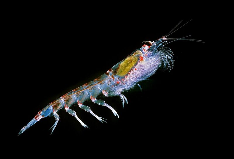 File:Antarctic krill (Euphausia superba).jpg