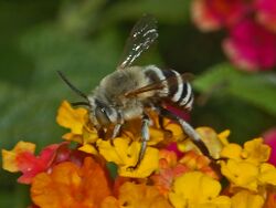 Apidae - Amegilla quadrifasciata-2.JPG
