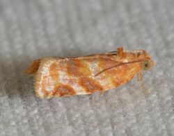 Argyrotaenia pinatubana (14865747643).jpg