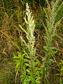 Artemisia japonica 1.JPG