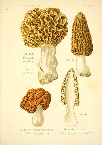 File:Atlas des champignons comestibles et vénéneux (Planche 78) BHL3270667.jpg