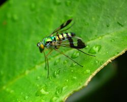 Austrosciapus connexus (Green longlegged fly).jpg
