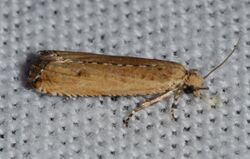 Bactra verutana - Javelin Moth (14829643182).jpg