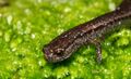 Batrachoseps attenuatus - California slender salamander.jpg
