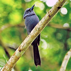 Blue Paradise-flycatcher (cropped).jpg