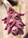 Bulbophyllum aggregatum (34241589850).jpg