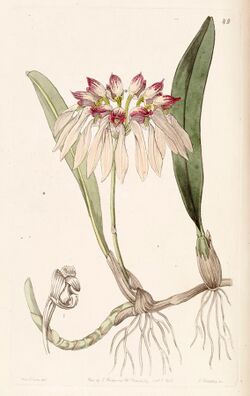 Bulbophyllum chinense (as Cirrhopetalum chinense) - Edwards vol 29 (NS 6) pl 49 (1843).jpg