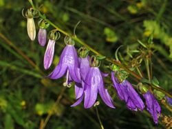 Campanulaceae - Campanula rapunculoides-4.JPG