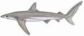 Copper shark (Carcharhinus brachyurus)
