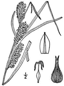 Carex trichocarpa BB-1913.png