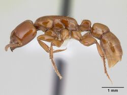 Centromyrmex secutor casent0178749 profile 1.jpg