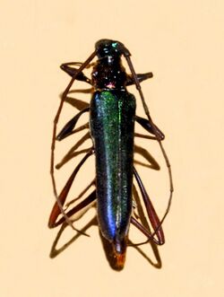 Cerambycidae - Chromacilla discoidalis.JPG