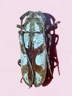 Cerambycidae - Prosopocera lactator.jpg