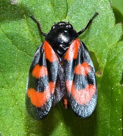 Cercopis vulnerata03.jpg