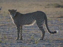 Cheetah Botswana.jpg