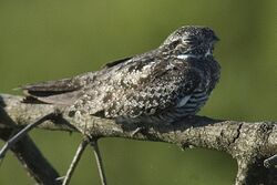 Common Nighthawk.jpg