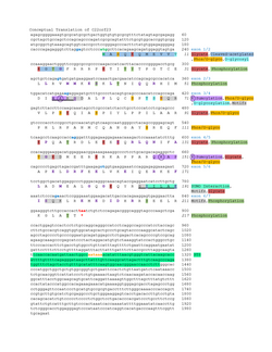 This conceptual translation includes post-translational modifications highlighted in different colors that correspond with the key indicating the type of modification. The reference sequence for C22orf23, NM 032561.4, was conceptually translated and aligned with the predicted peptide, with the use of Bioline. The start codon is highlighted in green, the stop codon is highlighted in red, and the 6 exon-exon junctions are highlighted in light blue. The polyadenylation tail is highlighted in orange, and highly conserved amino acids are highlighted in purple.
