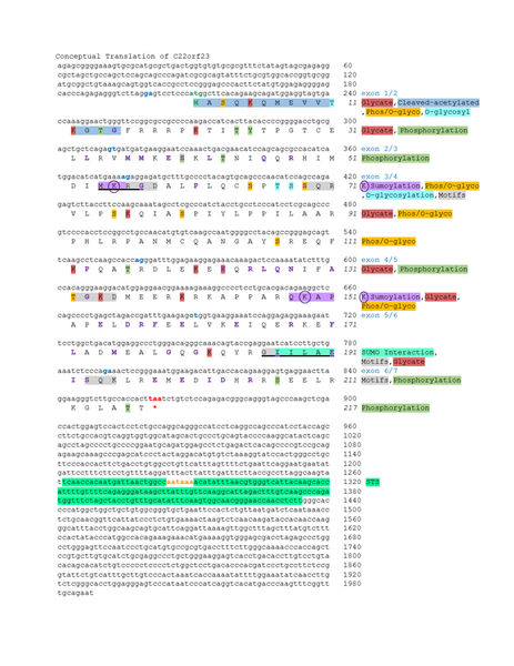 File:Conceptual Translation of C22orf23.png