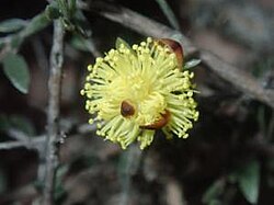 Conothamnus neglectus.jpg