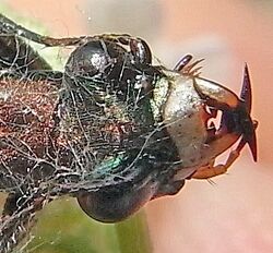 Cylindera germanica head.JPG