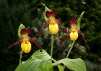 Cypripedium parviflorum Orchi 016.jpg