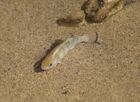 Death Valley Pupfish.jpg