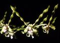 Dendrobium strebloceras Orchi 002.jpg